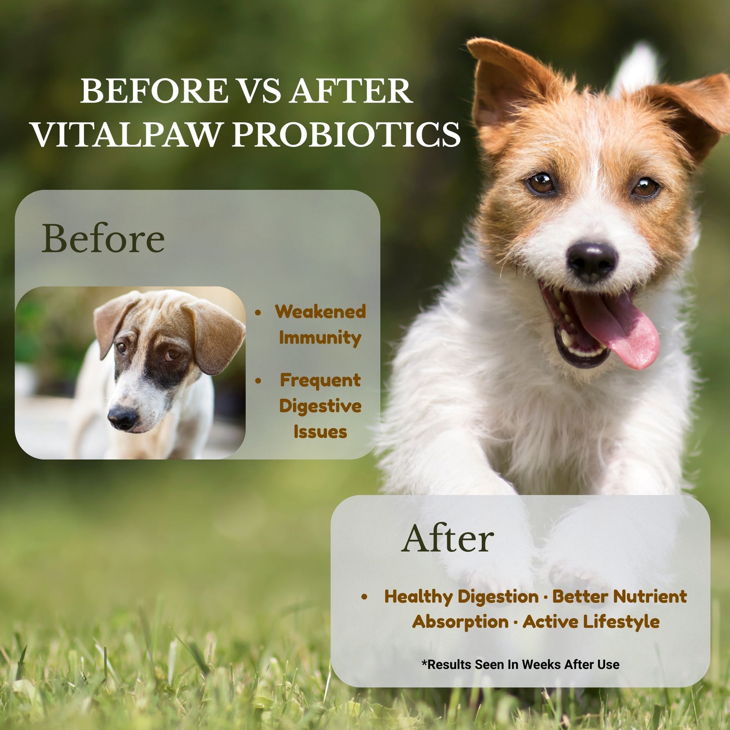 VitalPaw Probiotics – The Best All-in-One Probiotic Chew